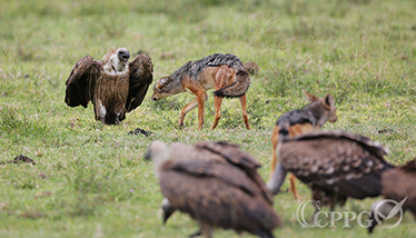 黑背胡狼和秃鹫在争夺食物